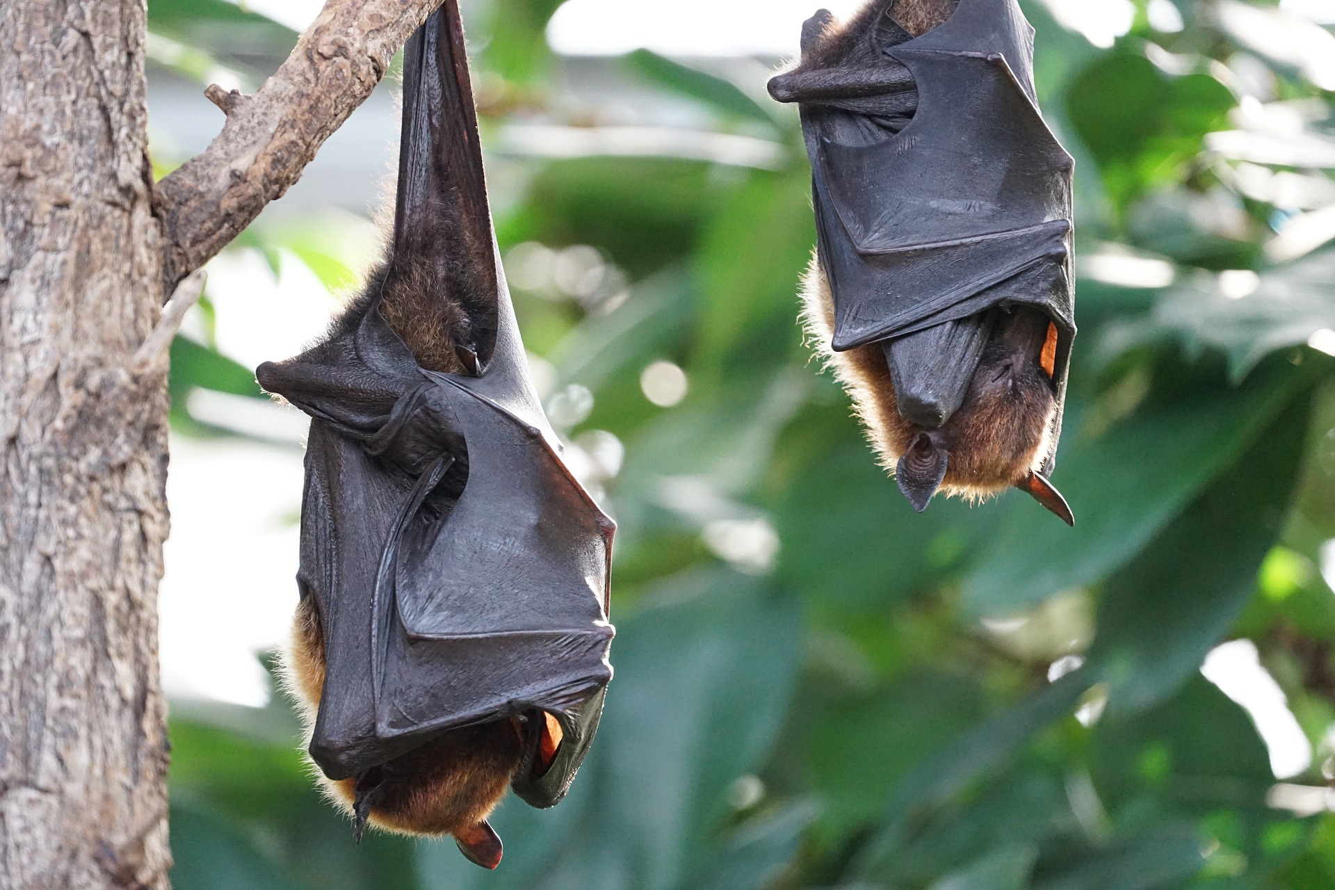 flying-foxes-2237209_1920